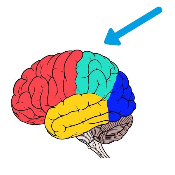 lobi della corteccia cerebrale